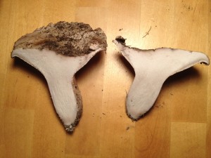 White Boletus sliced