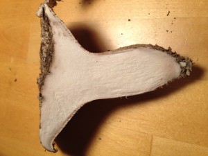 White Boletus sliced closeup